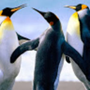 Meet your Posher, Bridgette